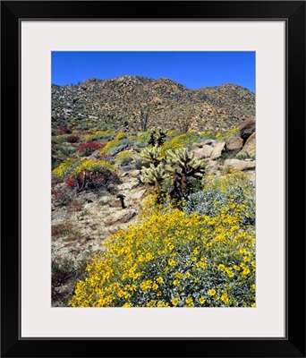 Golden brittlebrush grows in the arid soil of Anza-Borrego Desert State Park, California