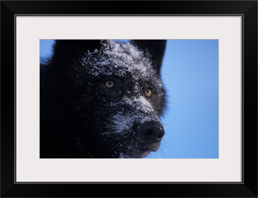 Gray wolf (Canis lupus) female with a black coat in the foothills of the Takshanuk mountains, northern southeast Alaska.