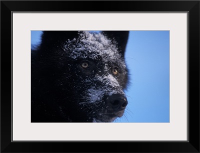 Gray wolf with a black coat in the foothills of the Takshanuk mountains, Alaska