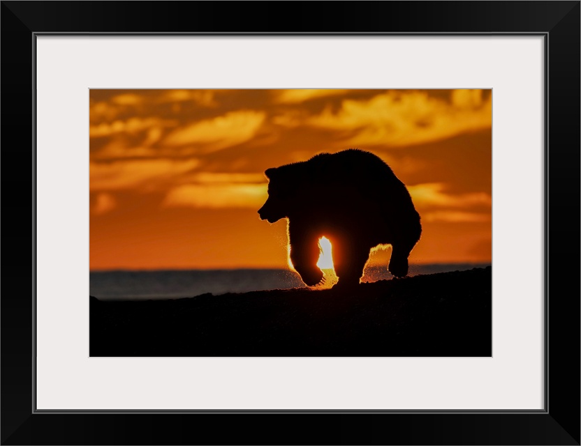 Adult grizzly bear silhouetted on beach at sunrise, Lake Clark National Park and Preserve, Alaska, Silver Salmon Creek. Un...