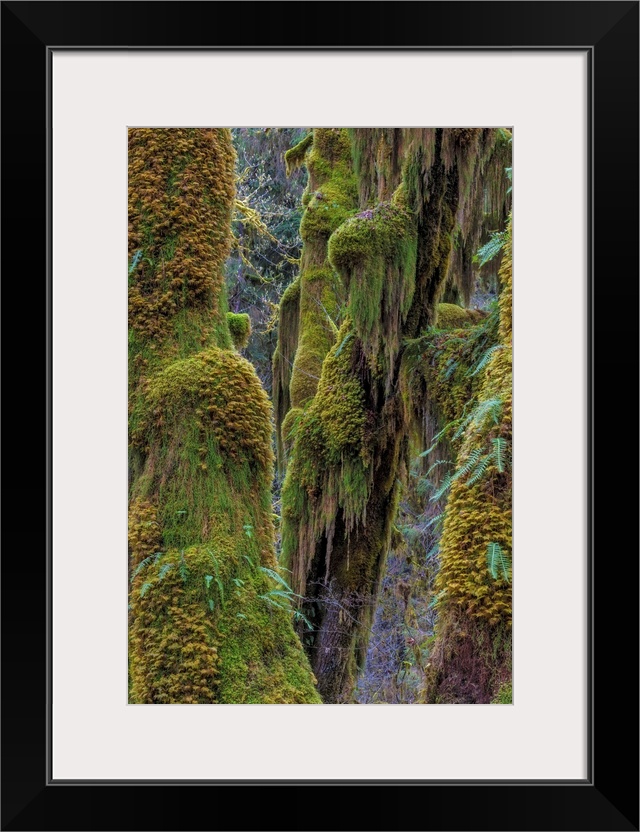 Hall of Mosses in the Hoh Rainforest of Olympic National Park, Washington State, USA