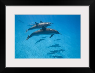 Hawaii, Big Island, Underwater view of Spinner Dolphins