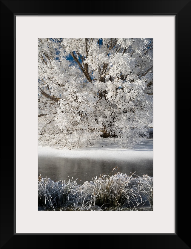 Hoar Frost on Willow Tree, near Omakau, Central Otago, South Island, New Zealand