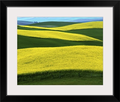 Idaho, Moscow, Canola Fields in bloom