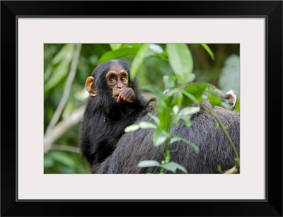 Infant Chimpanzee, Africa, Uganda, Kibale National Park, Ngogo Chimpanzee Project
