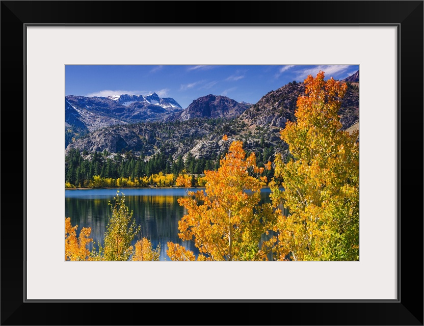 Golden fall aspen at June Lake, Inyo National Forest, Sierra Nevada Mountains, California