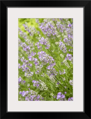 Issaquah, Washington State, USA, Lavender Plants In Bloom