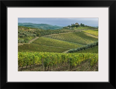 Italy, Tuscany, Chianti, Vineyard near Radda in Chianti