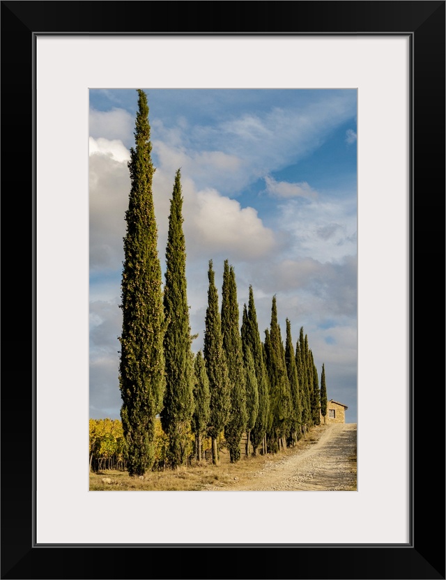 Italy, Tuscany. Row of pine trees.