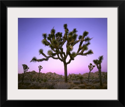 Joshua tree at dusk. Mojave Desert, Joshua Tree National Park, CA