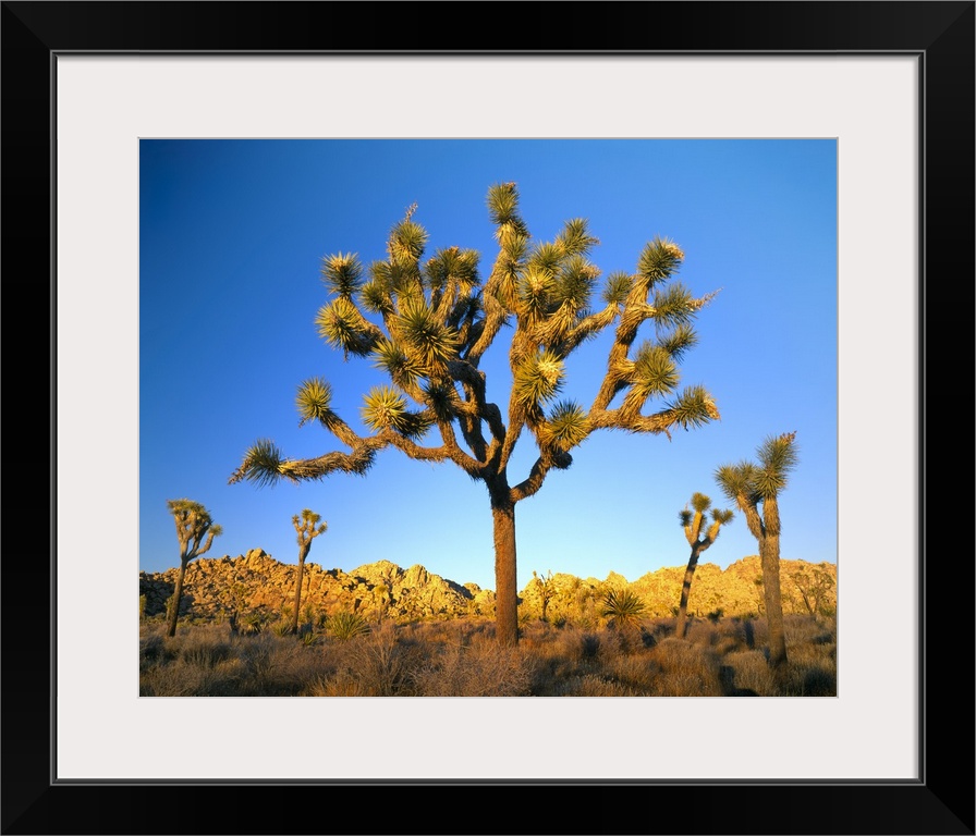 Joshua Tree National Park, California. USA. Joshua tree (Yucca brevifolia) at sunset. Mojave Desert.