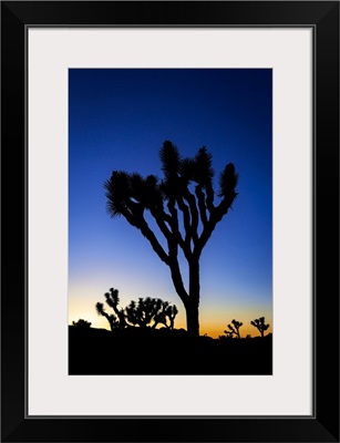 Joshua Trees At Sunset, Joshua Tree National Park, California, USA