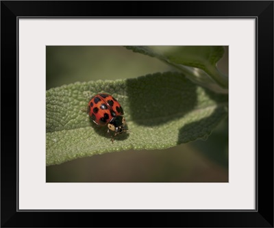 Ladybird beetle