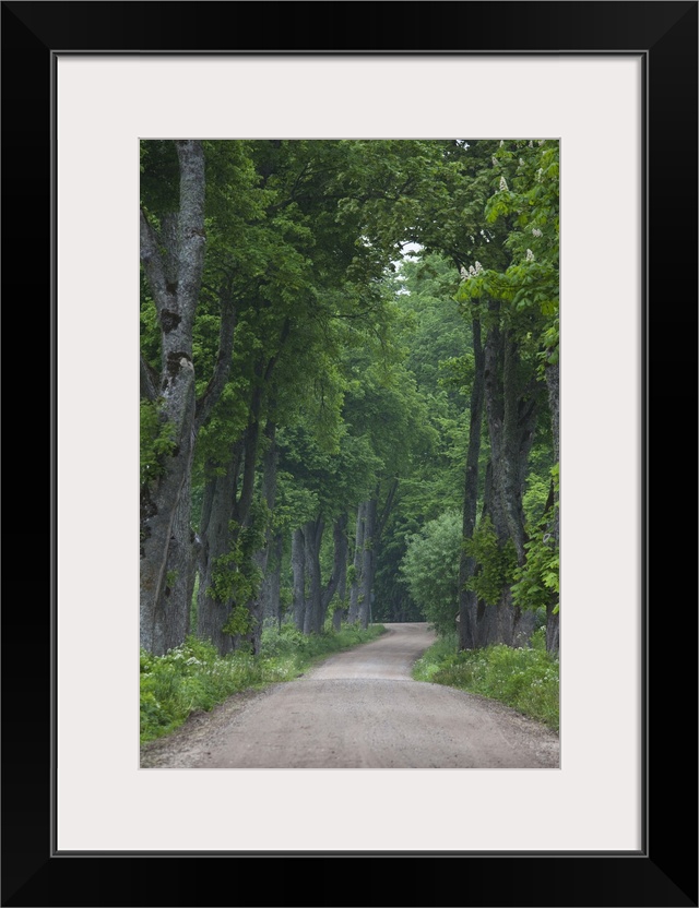 Latvia, Western Latvia, Kurzeme Region, Sabile, country road