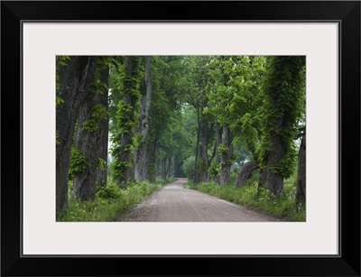 Latvia, Western Latvia, Kurzeme Region, Sabile, country road