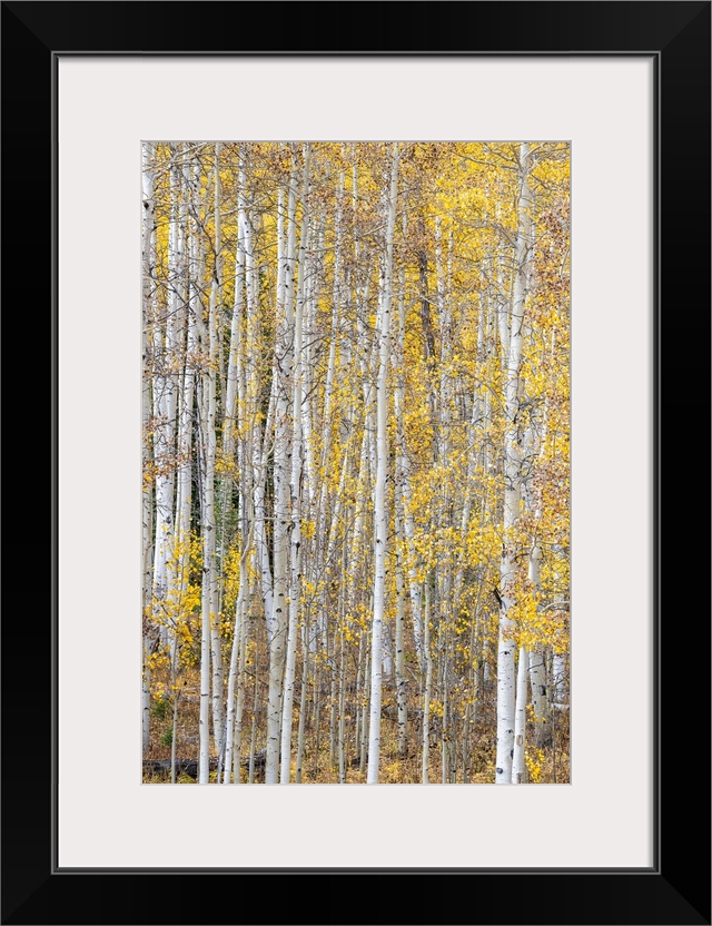 Leaves and tree trunks create an aspen wall of texture, Colorado, USA.