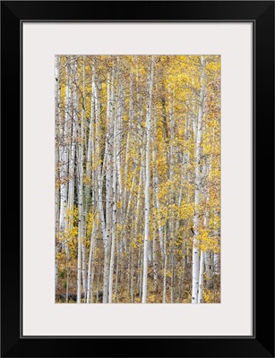 Leaves And Tree Trunks Create An Aspen Wall Of Texture, Colorado, USA