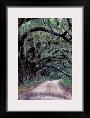 Live oaks line a dirt road