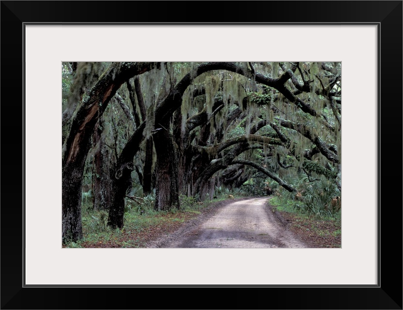 USA, Georgia, Cumberland Island. Live oaks line a dirt road.