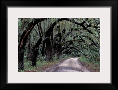 Live oaks line a dirt road