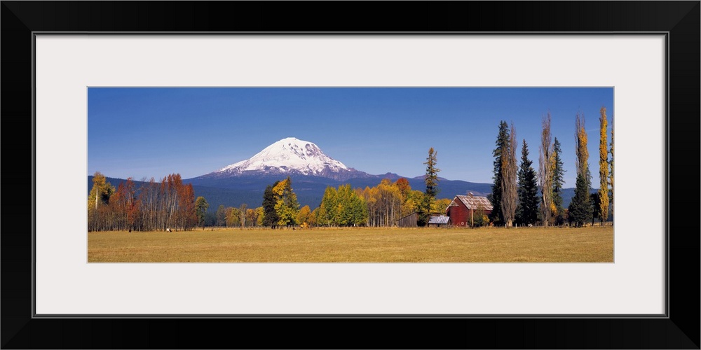 USA, Washington State, Mt Adams. Lombardy poplars and aspen trees take on fall colors on a farm near Mt. Adams in Washingt...