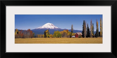 Lombardy poplars and aspen trees take on fall colors on a farm, Washington