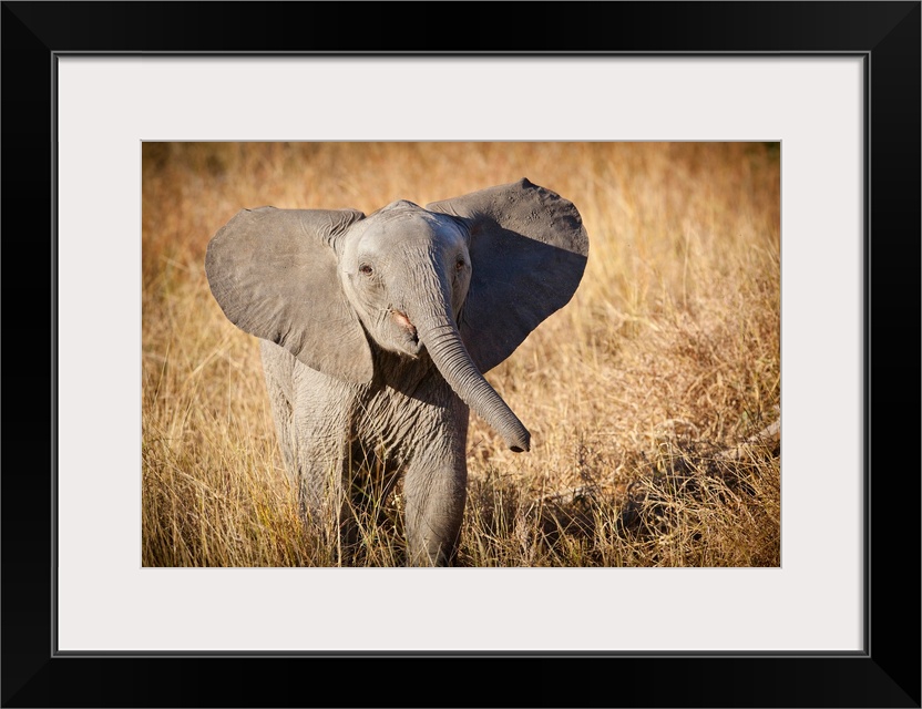 Londolozi Game Reserve, South Africa. Young Bush Elephant.