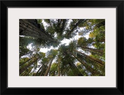 Looking Up Into Grove Of Redwoods, Del Norte Redwoods State Park, California