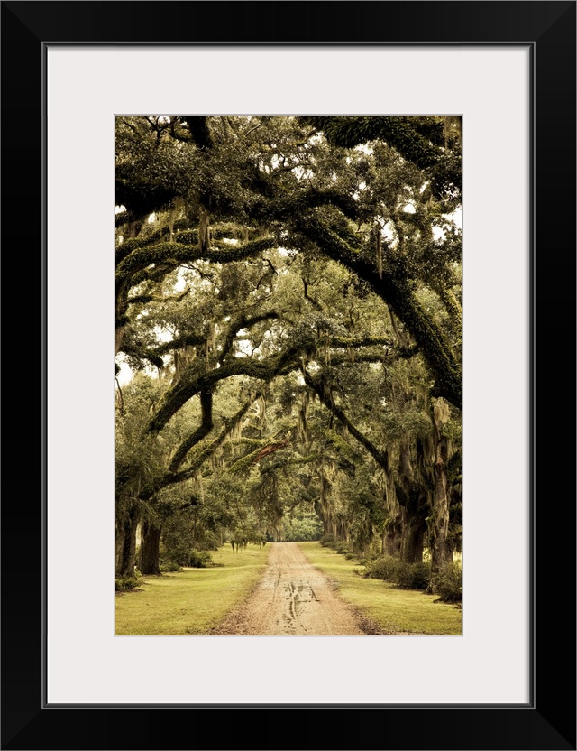 USA, Louisiana, St. Francisville. Oak trees on former plantation.