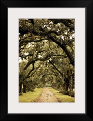 Louisiana, St. Francisville. Oak trees on former plantation