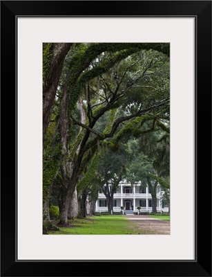 Louisiana, St. Francisville. Rosedown Planatation, oak tree canopy driveway