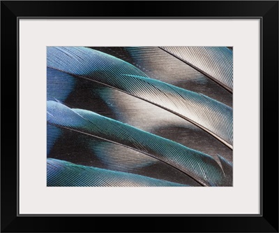 Love bird tail feathers fanned out