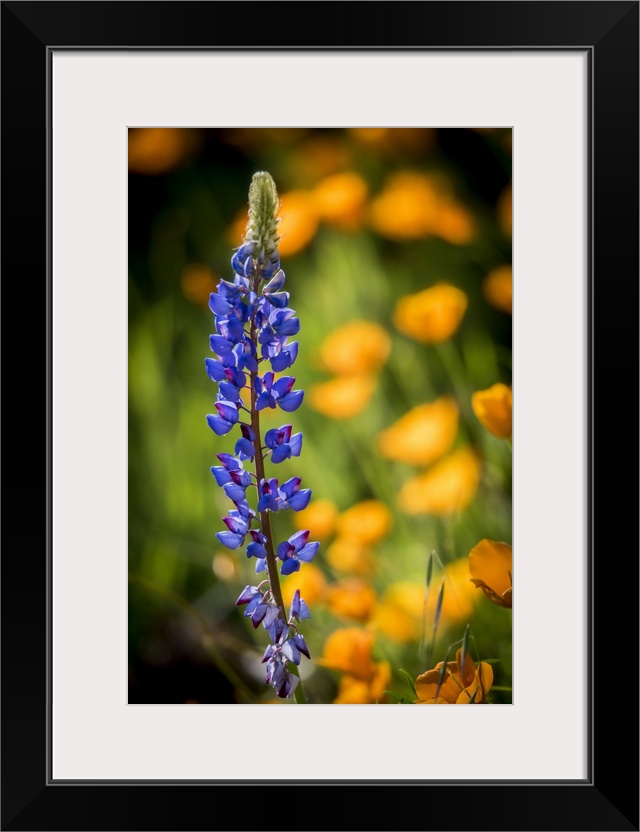 Lupines And Poppies Are Two Common Wildflower That Grow Together