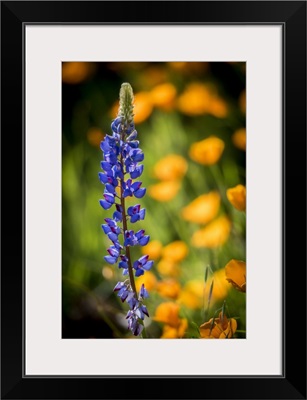 Lupines And Poppies Are Two Common Wildflower That Grow Together