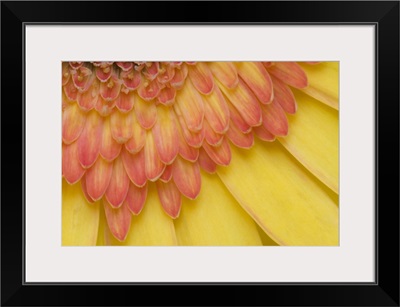 Maine, Harpswell. Close-up View of yellow and pink gerbera daisy petals