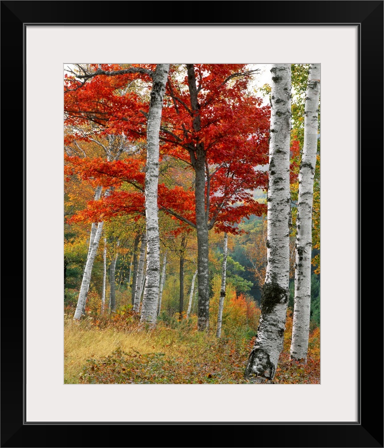 Forest of birch and maples above Wyman Lake in Maine.