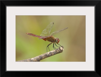 Male red-tailed pennant dragonfly on limb