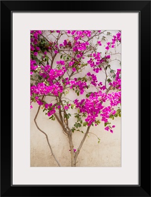 Mexico, Pozos, Bouganvilla blooming on wall in the town of Mineral de Pozos