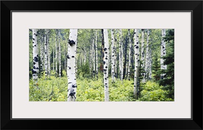 Montana, Glacier National Park, Alpine forest of white birch trees