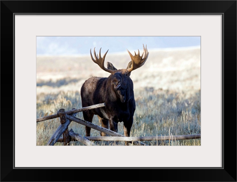 Wyoming, Grand Teton National Park, Bull Moose, (Alces alces).