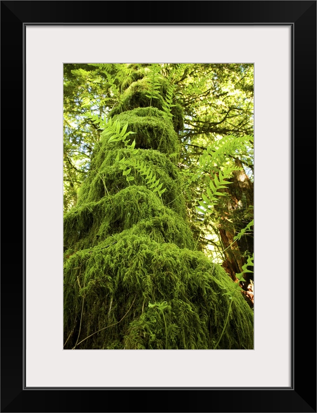 Mossy tree, Gibsons, BC, Canada