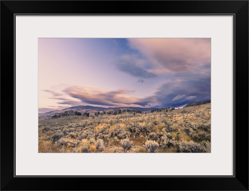 Mountain big sagebrush at sunrise, Lamar Valley, Yellowstone National Park, Wyoming. United States, Wyoming.