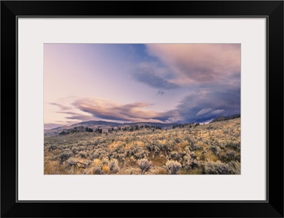 Mountain Big Sagebrush At Sunrise, Lamar Valley, Yellowstone National Park, Wyoming