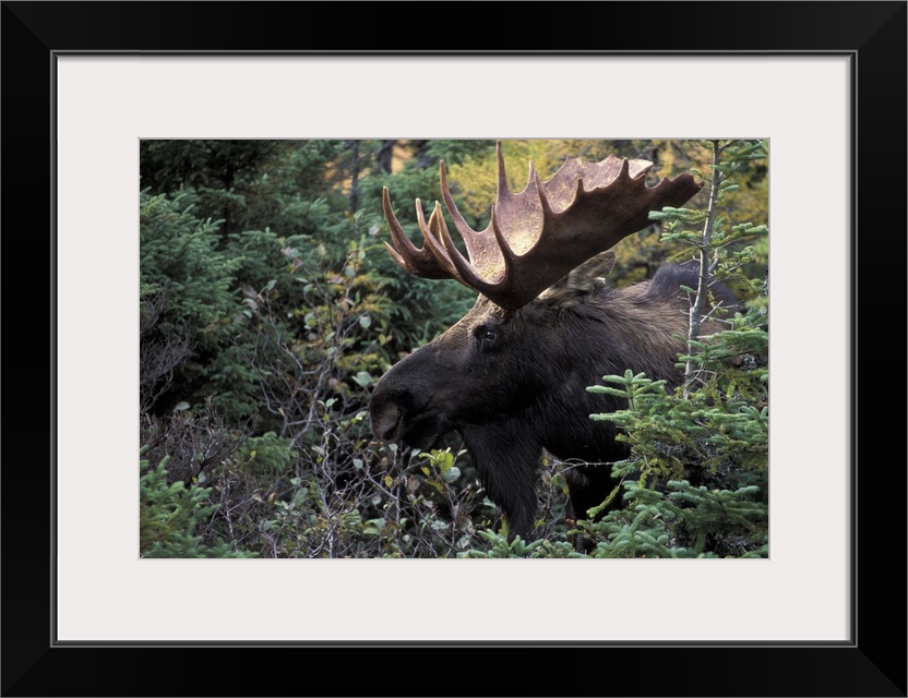NA, Canada.Bull moose (Alces alces)