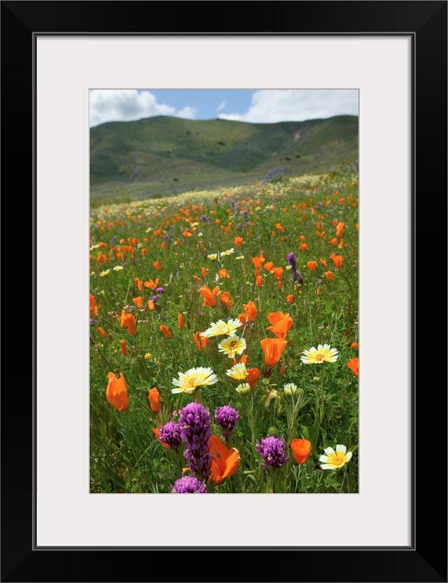 NA, USA, CA, San Luis Obispo Co, Lone Oak and Spring Wildflowers