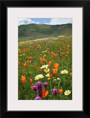 NA, USA, CA, San Luis Obispo Co, Lone Oak and Spring Wildflowers