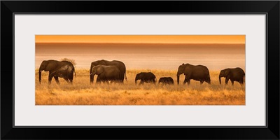 Namibia, Africa. Elephants walk in a line at sunset