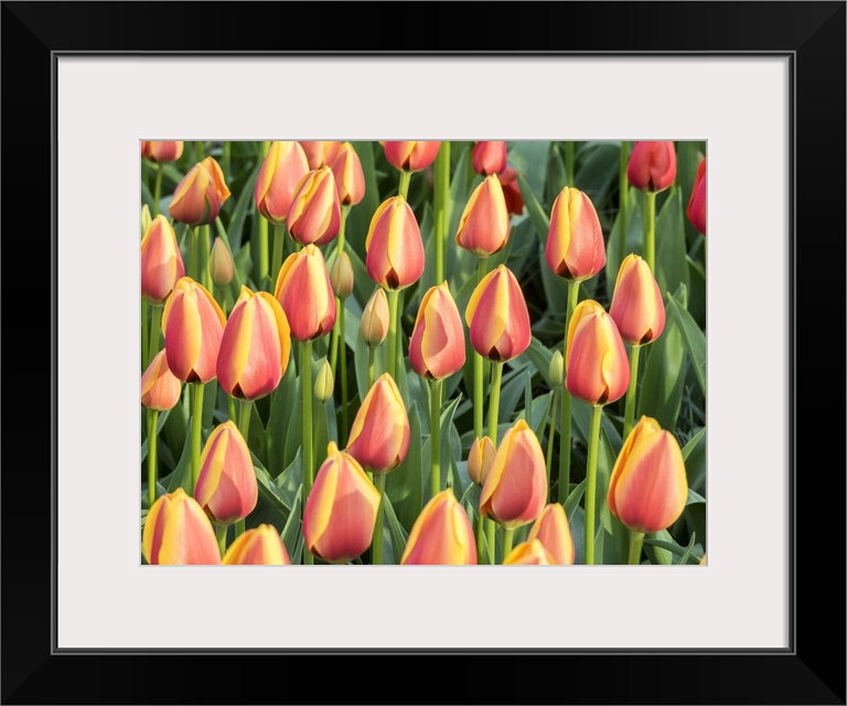 Netherlands, Lisse. Closeup of a group of yellow and orange colored tulips.