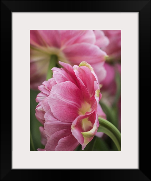 Netherlands, Lisse. Closeup of a pink tulip flower.