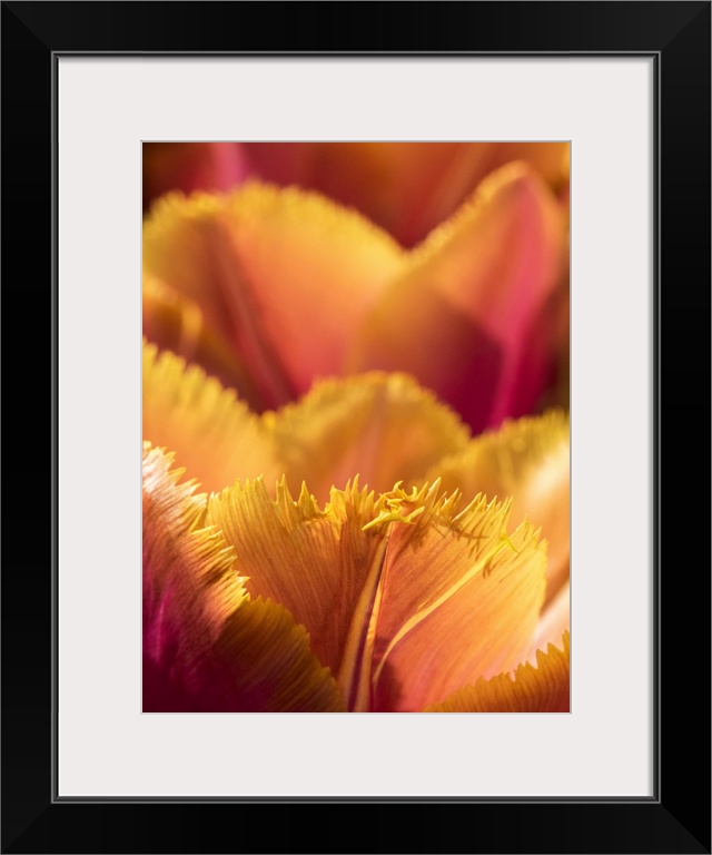 Netherlands, Lisse. Closeup of an orange tulip flower.